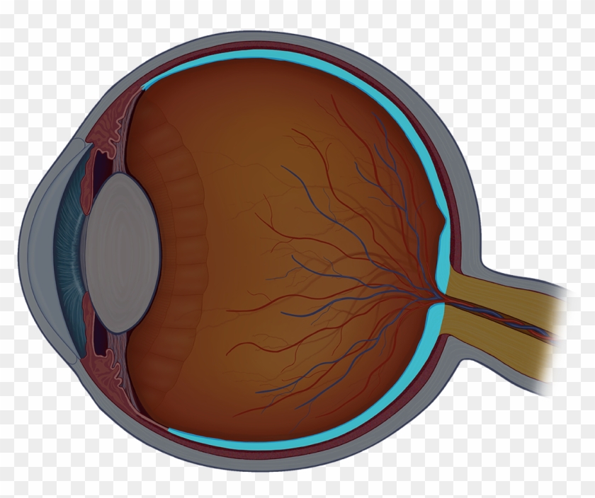 The Retina Is The Nerve Layer On The Back Of The Eye - Eye Ball Cross Section #1373824