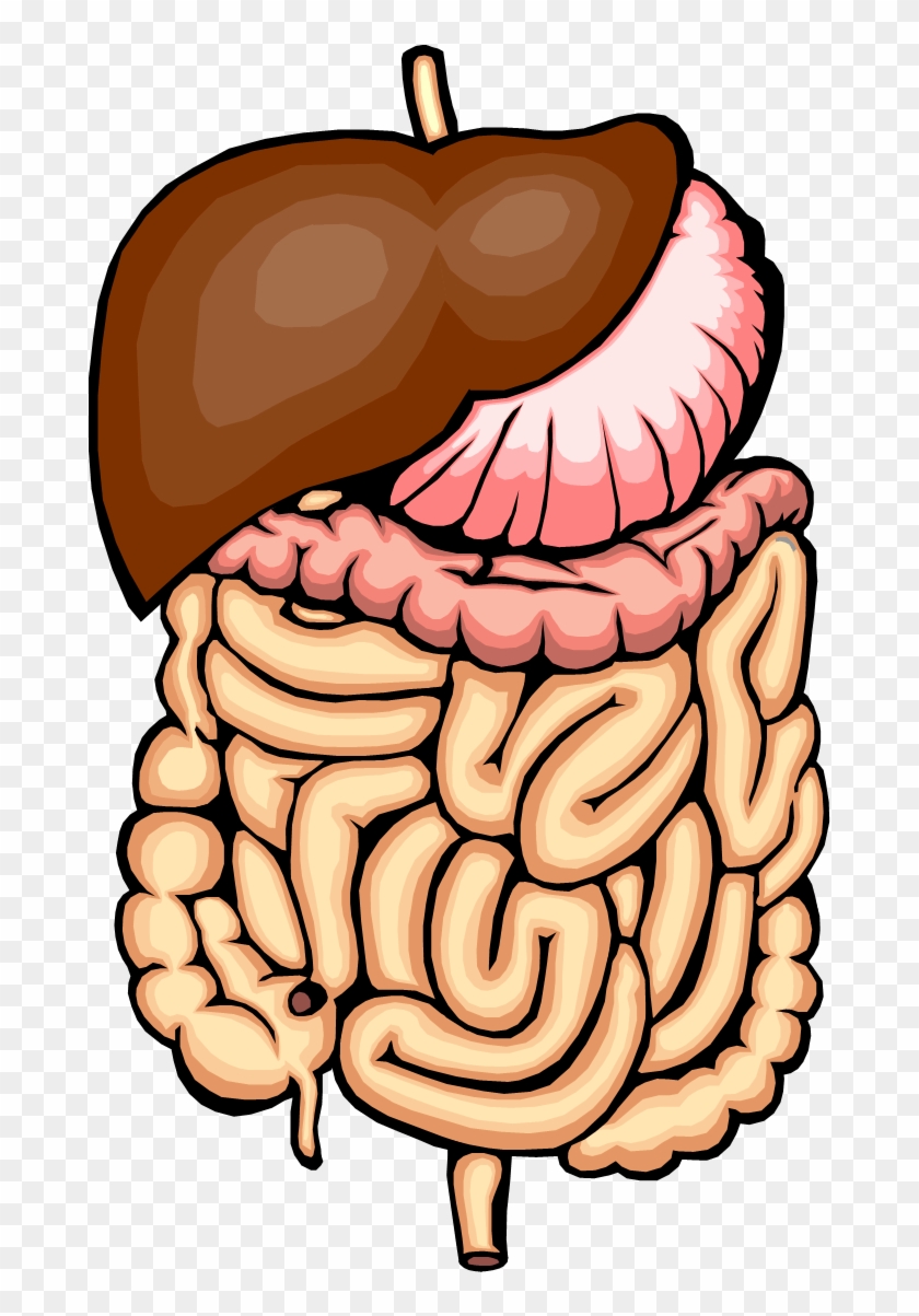 Digestive System Clipart - Digestion A Chemical Change #1373826