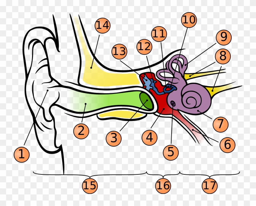 Ear Clipart Anatomy - Anatomy Of The Human Ear #1373832