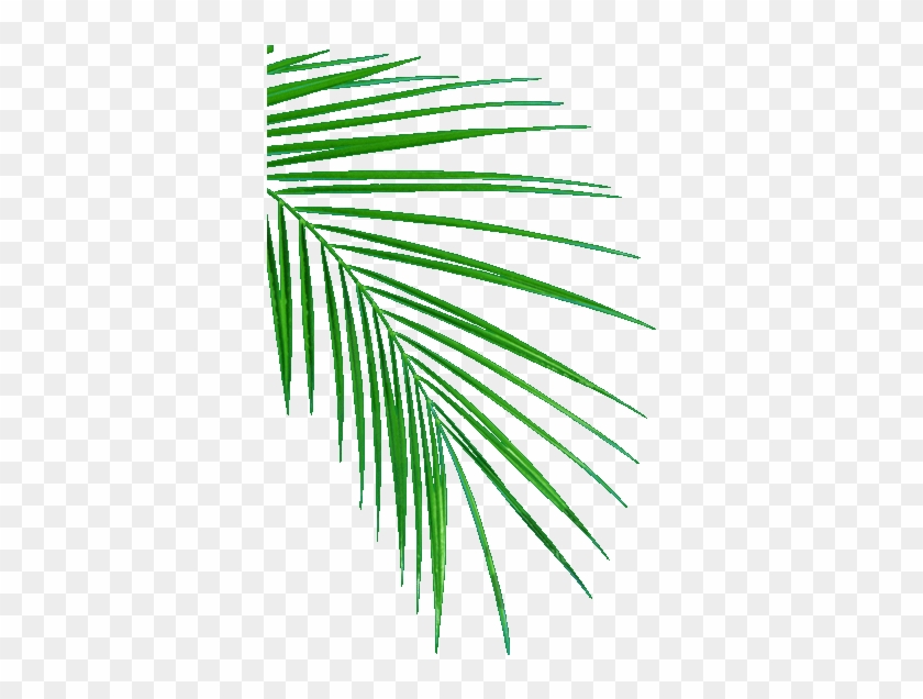 Palm Leafs - Oil Palm Leaf Sampling #1374342