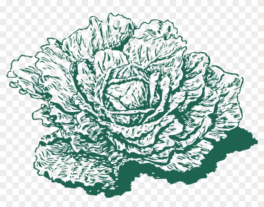Cabbage - Cabbage #1374584