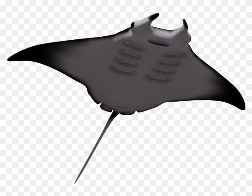 Clip Arts Related To - Manta Ray No Background #1374697