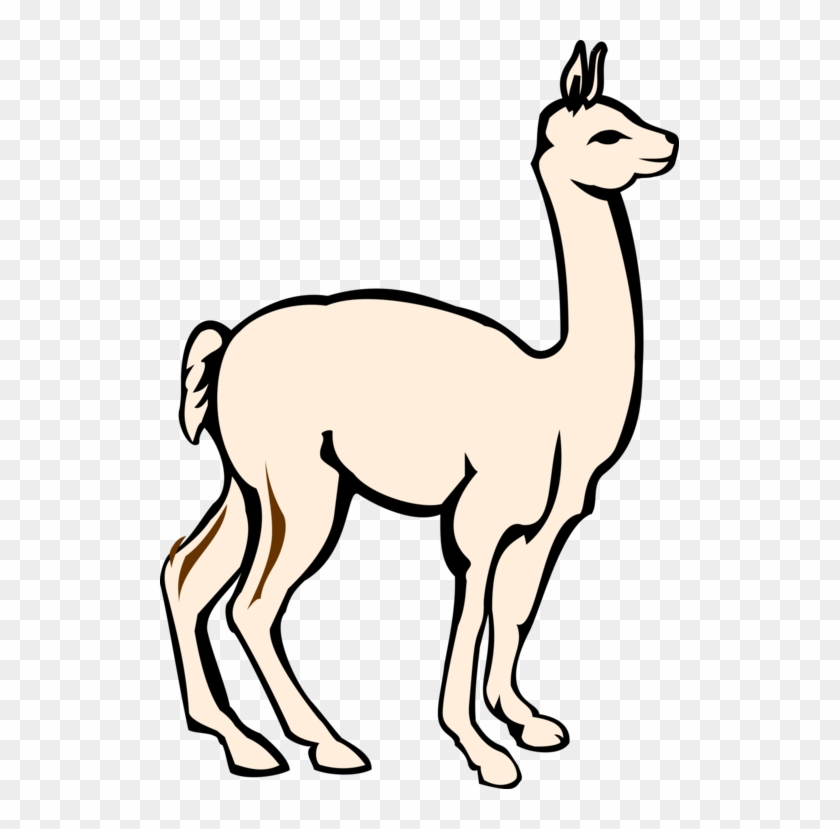 All Photo Png Clipart - Alpaca #1374942