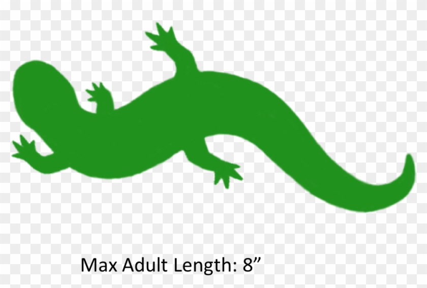 Reptile Clipart Salamander - Gecko #1376120