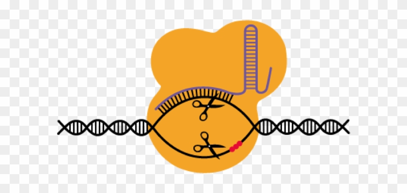 Picture1 - Genome Editing #1376919