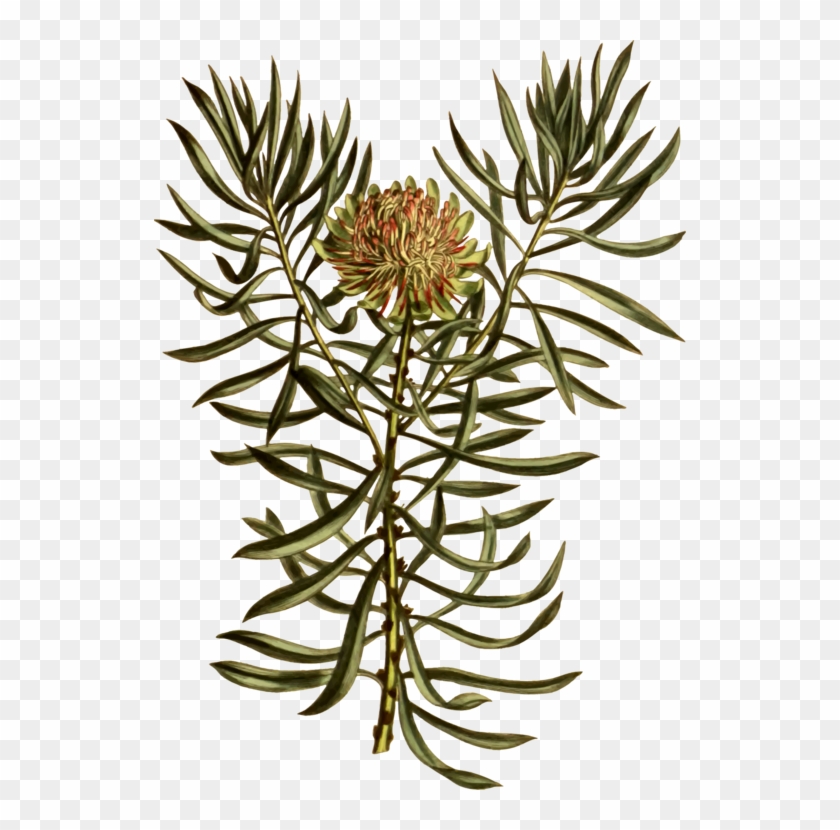 All Photo Png Clipart - King Protea #1377066