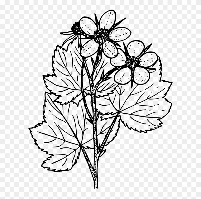 Jpg Black And White Thimbleberry Computer Icons Plants - Thimbleberry Png #1377075