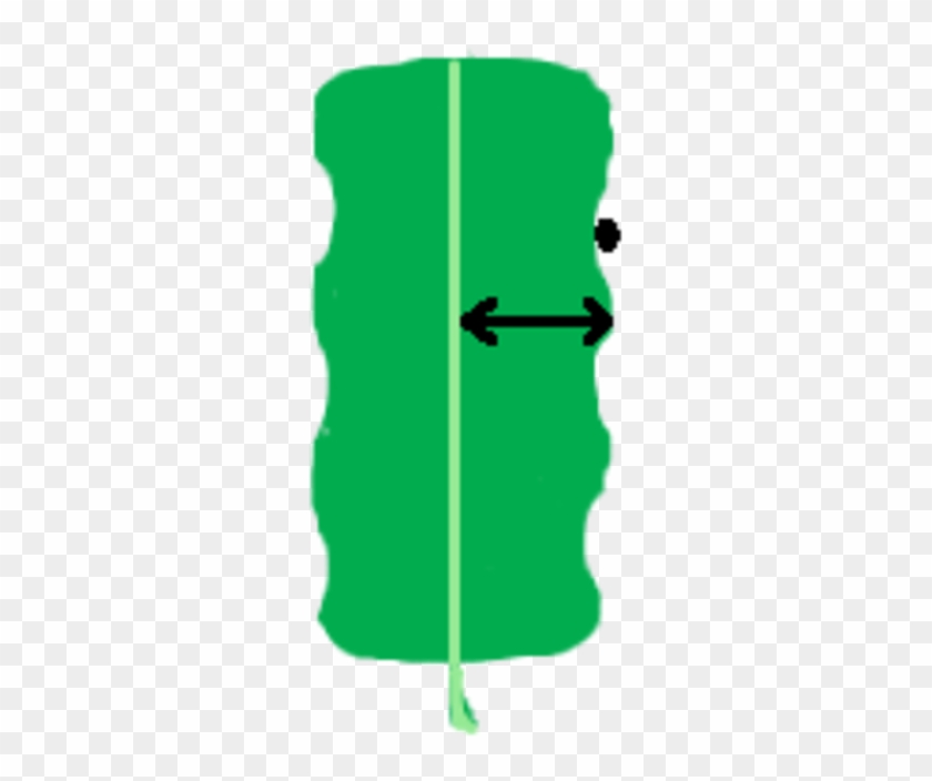 Leaf Morphology Division Pinnately Lobed - Pinnation #1377359
