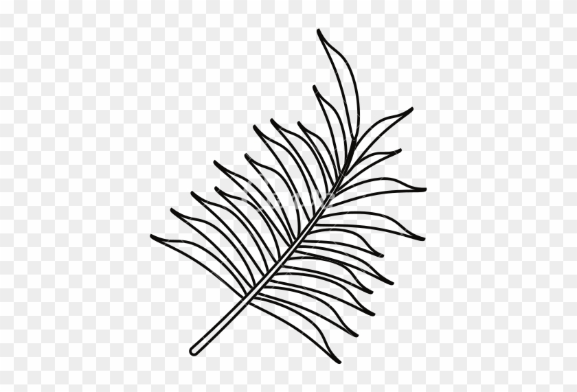 Tropical Leaves Png Transparent In Balck - Palm Leaf Outline #1377377