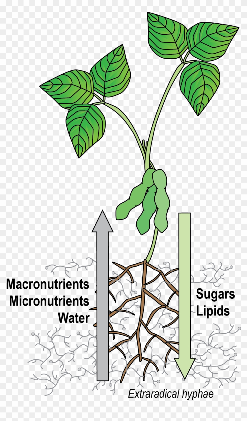 Am Soybean-arbuscule - Plants #1378021