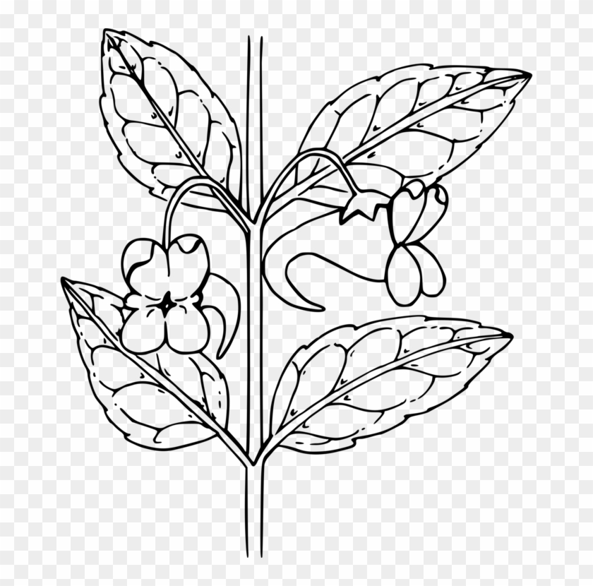 All Photo Png Clipart - Outline Of A Flower #1378212