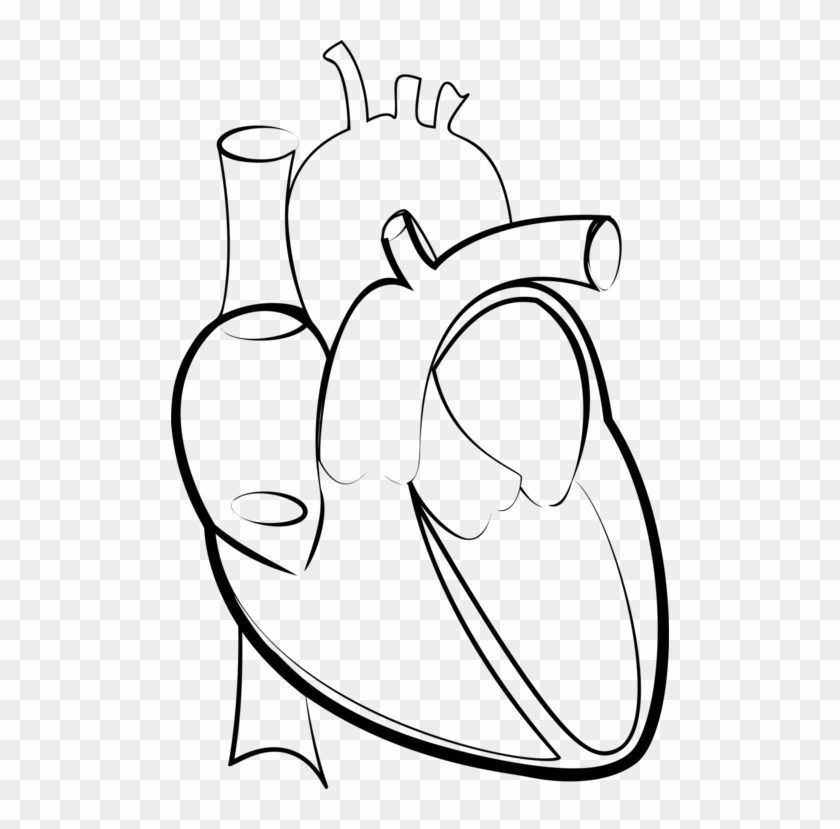 Drawing Line Art Heart Hartlijn - Outline Image Of Human Heart #1378276