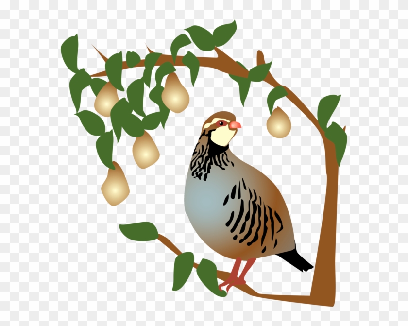 On The First Day Of Christmas, My True Love Gave To - Partridge In A Pear Tree Clipart #1380097