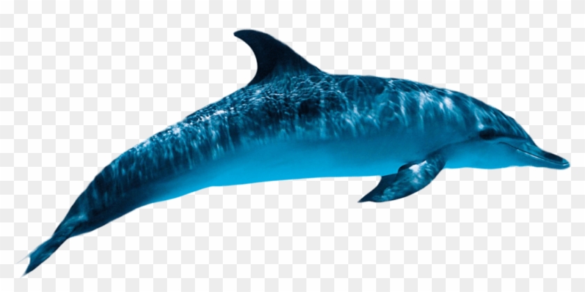 Dolphin Png Transparent Images - Dolphin Png #1381784