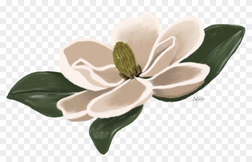 Flower Magnolia Floral Freetoedit - Flower #1382277
