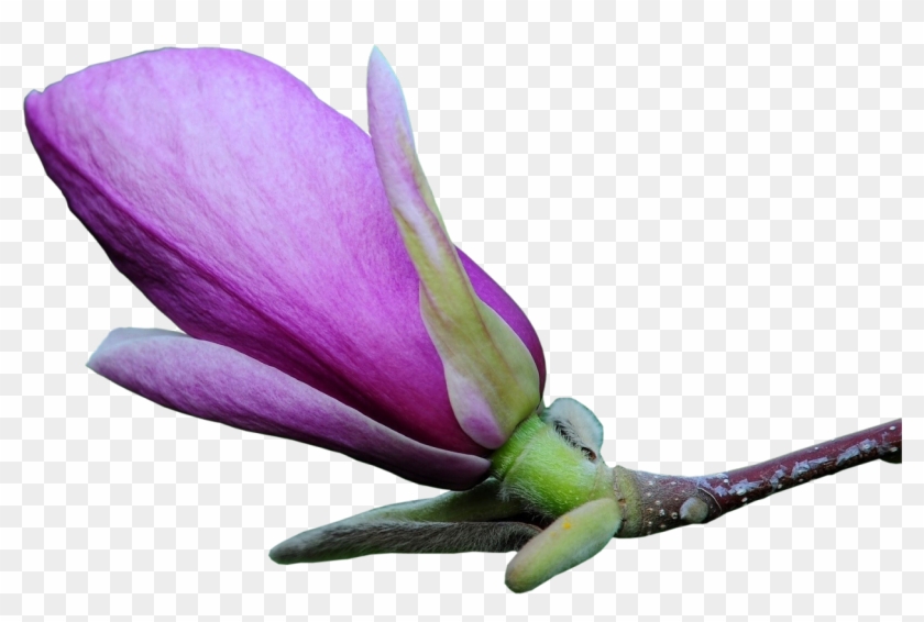 Clip Art Photoshop Transprent Png Free Download - Purple Flower Photoshop #1382288