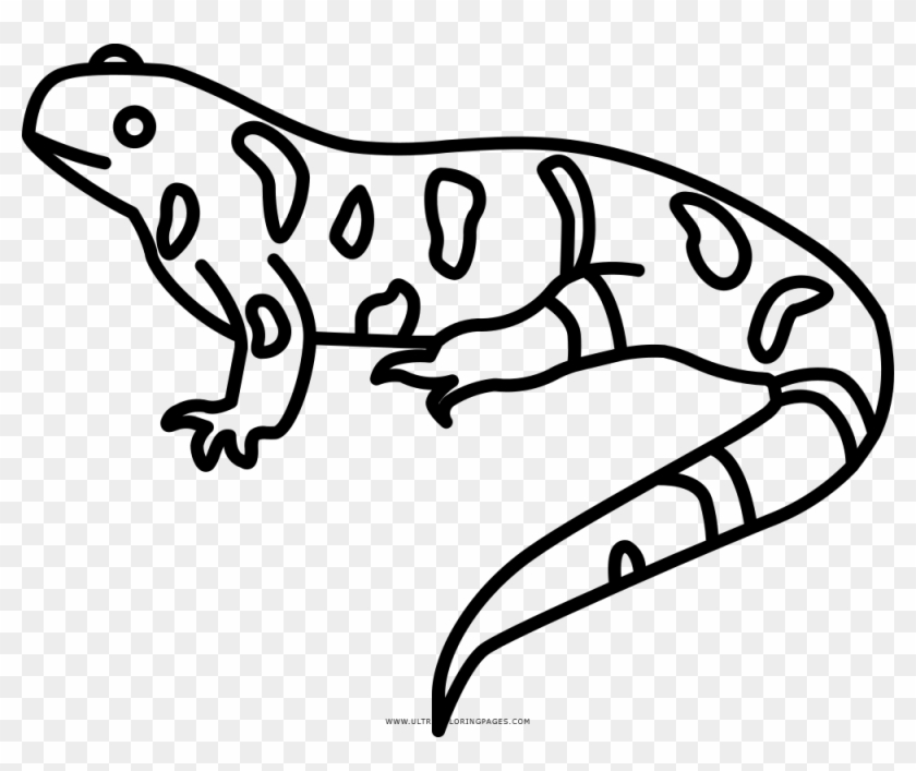 Newt - Imagen De Una Salamandra Para Dibujar #1382677