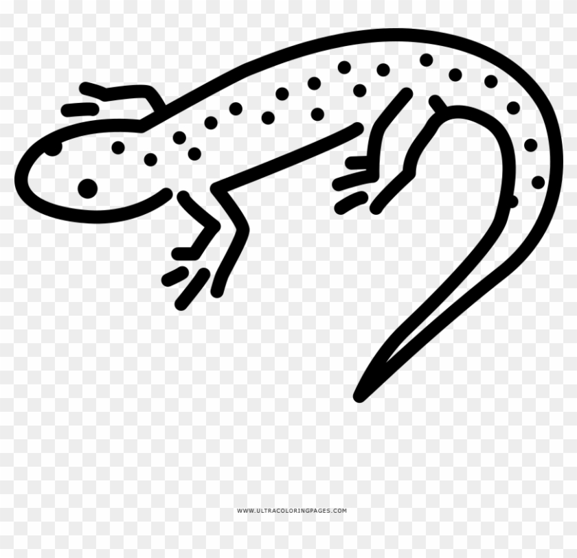 Newt - Amphibians #1382706