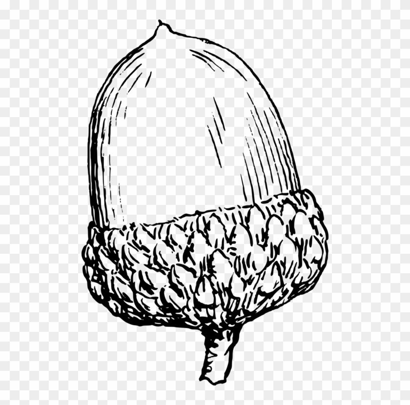 Picture Free Stock Acorn Download Computer Icons - Acorn Clip Art #1383643