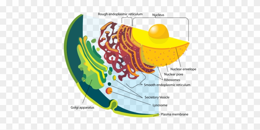 Cross-section Of An Animal Cell - Lizosomy Budowa #1383663