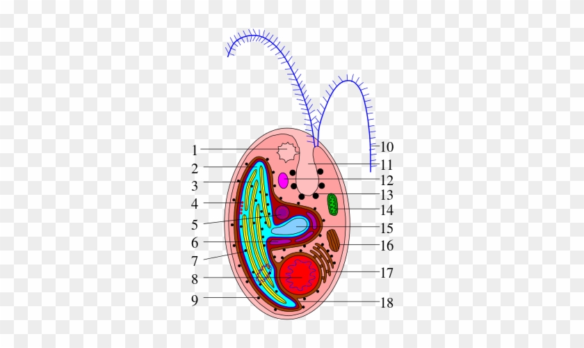 1 Contractile Vacuole, 2 Plastid, 3 Thylakoid, - Cryptophyta Partes #1383666