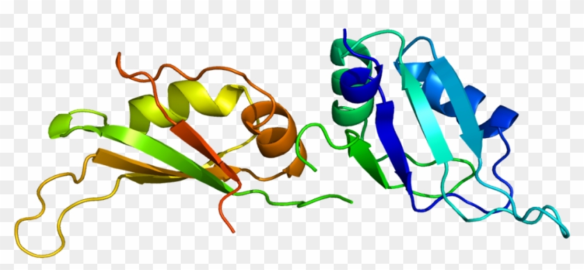 Heterogeneous Nuclear Ribonucleoprotein A1 #1383668