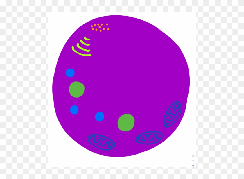 Centrosomes Are Small Regions Of Cytoplasm That Produces - Circle #1383683
