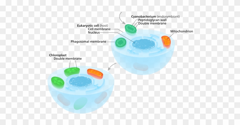 Primary Endosymbiosis A Eukaryote With Mitochondria - Endosymbiosis Chloroplast #1383690