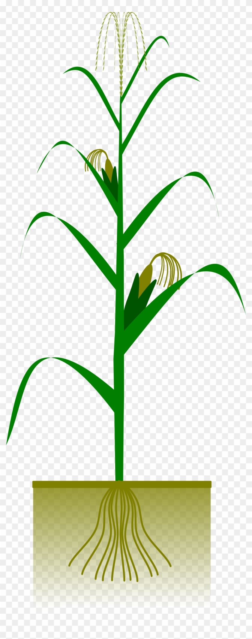 Vector Library Stock Barley Drawing Maize Crop - Maize Plant #1383820