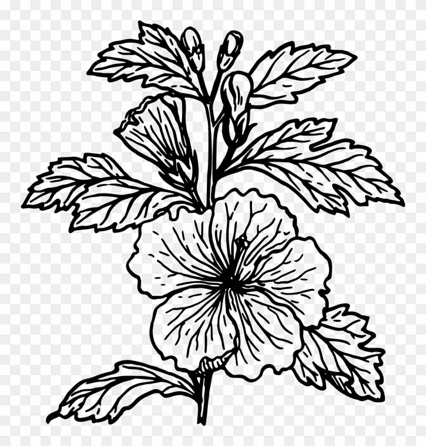 Hibiscus Drawing - Hibiscus Plant Black And White #1384166