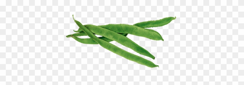 Runner Beans Transparent Png Stickpng - Green Beans Clipart Png #1384555