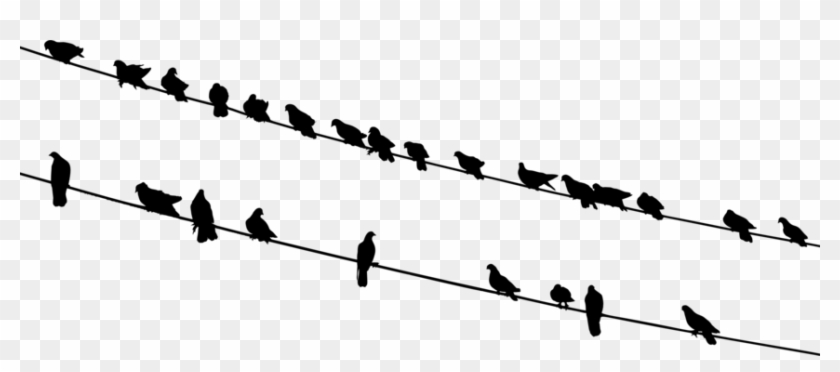 Bird Silhouette Flock Wire Black And White - Black And White Birds Clip Art #1384745