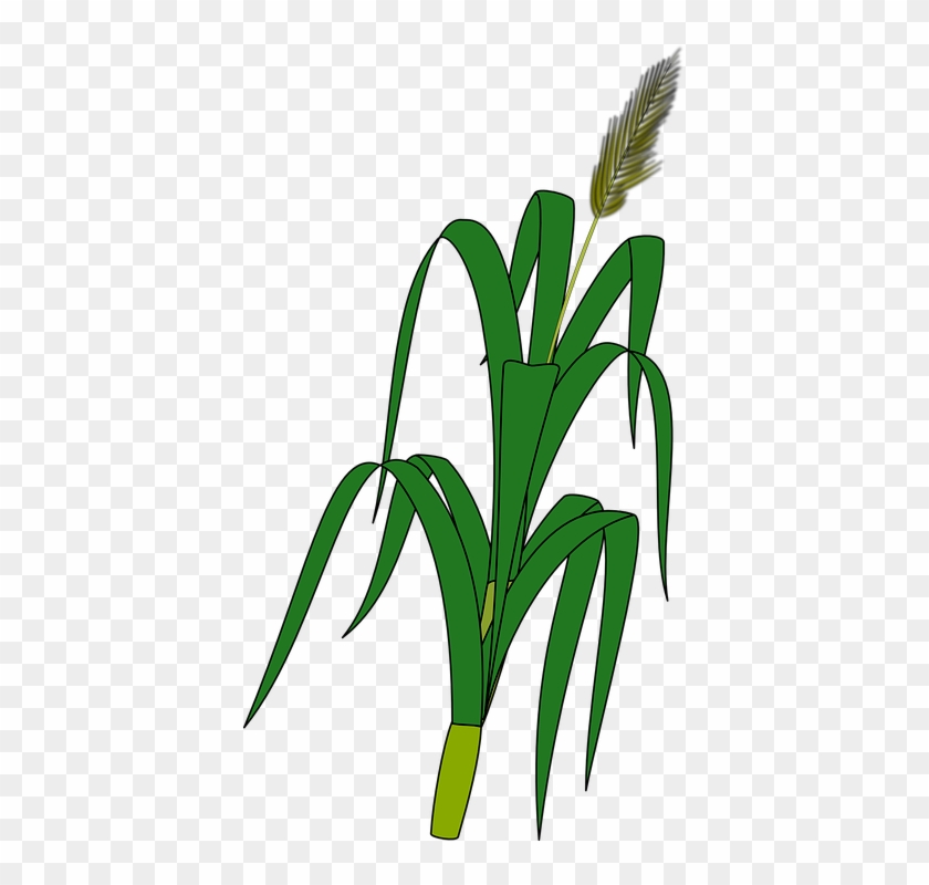 Korn Clipart Corn Leave - Drawing Of Wheat Plant #1385147