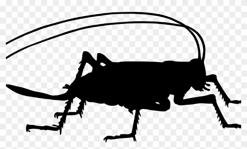 Svg Library Stock Protein Market Has Enthusiasm - Insects Silhouette Png #1385330