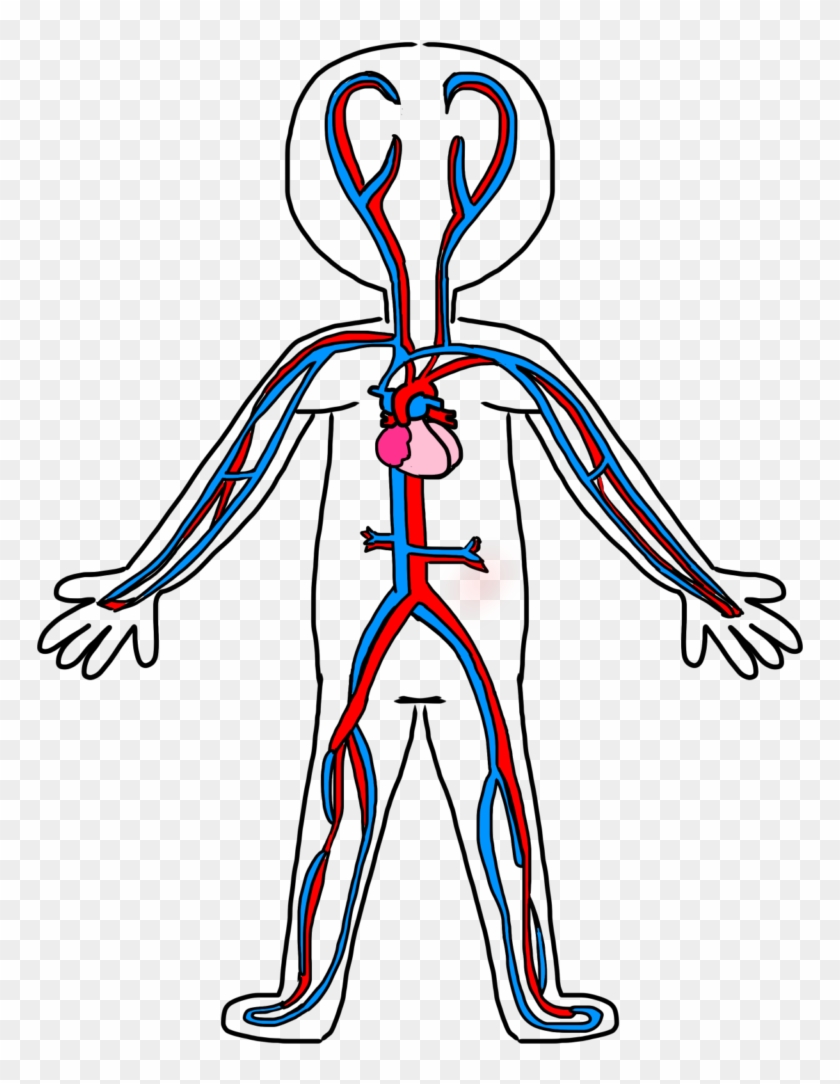 Heart Anatomy Clipart 6 Clip Art Body And Blood Of - Easy To Draw Circulatory System #1385719