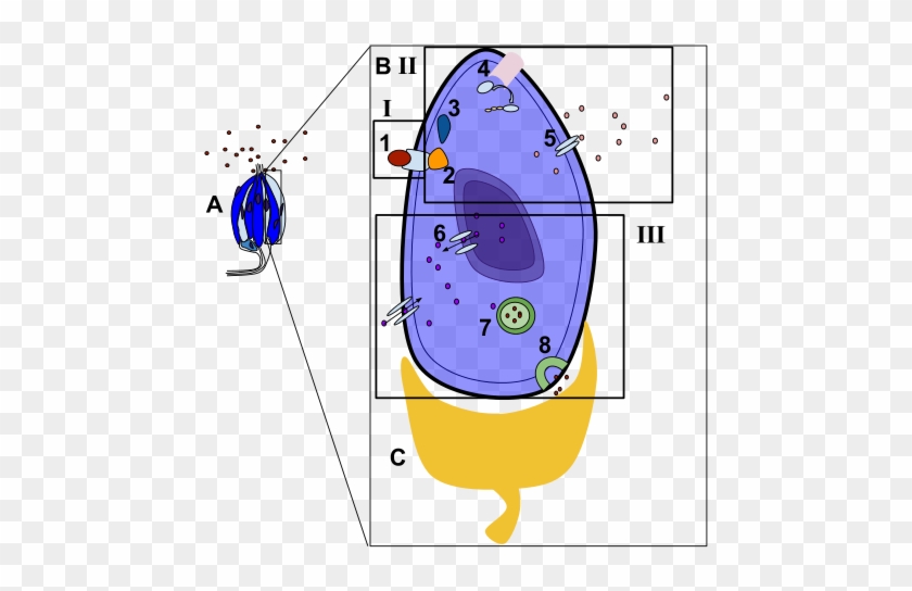 The Diagram Depicted Above Shows The Signal Transduction - Bitter Taste Receptors #1386439