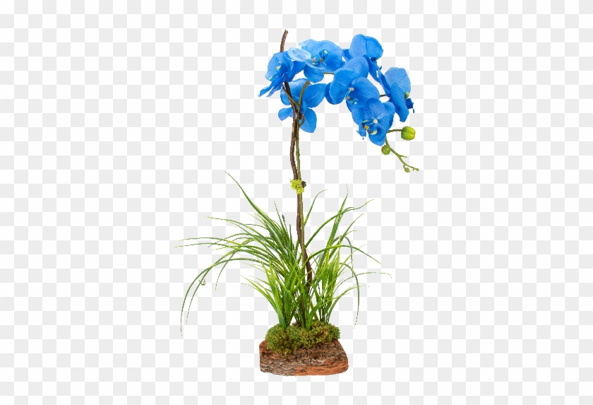 Cyma Orchids Vintage Blooms Clip Art Library Library - Blue Orchid Plant Png #1386547