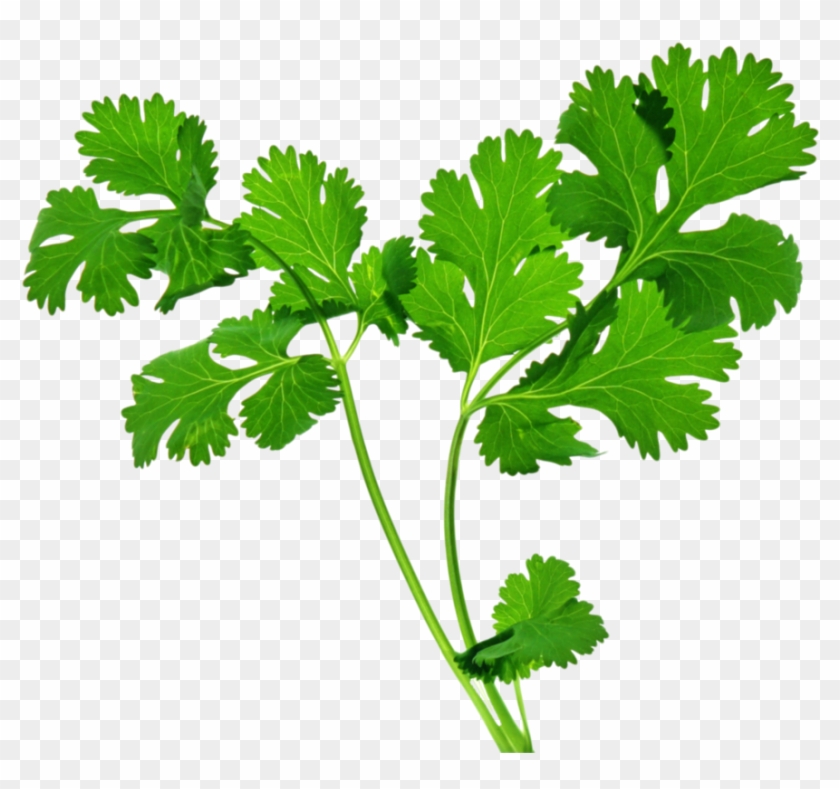 Clip Art Free Library Coriander Pad Thai Chutney - Celery Health Benefits #1386617