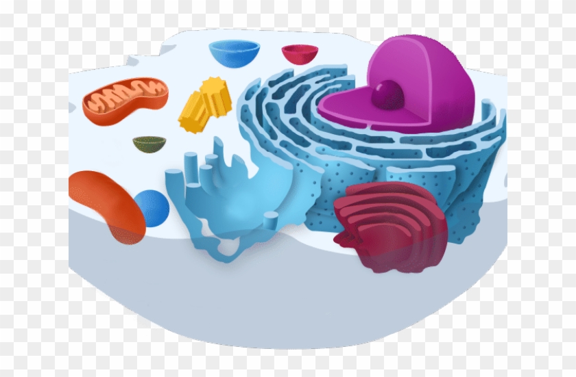 Aerobics Clipart Biology - Golgi Complex Definition #1386707