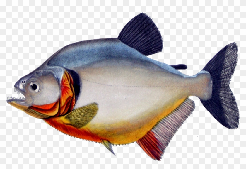 Piranha Png #1386713