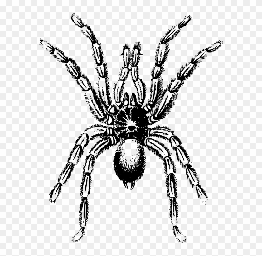 Spider Lycosa Tarantula Arthropod Angulate Orbweavers - Tarantula Clipart Black And White #1386720