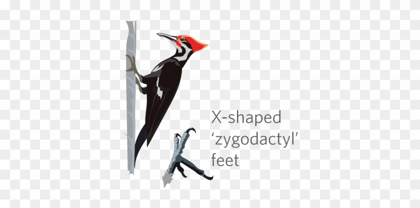 It's Woodpecker Week On Inaturalist Jan - Inaturalist #1386729