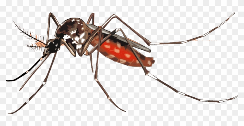 Mosquito Png Background Image - Chikungunya Mosquito Png #1386851