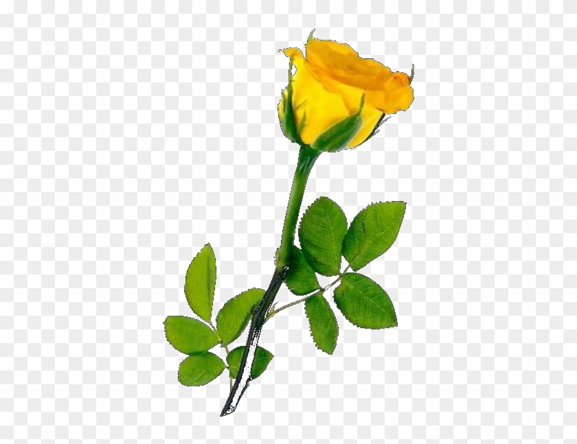 U041e U0442 U043a U0440 U044b U0442 U043a U0430 U043f - Hd Single Yellow Rose #1386853