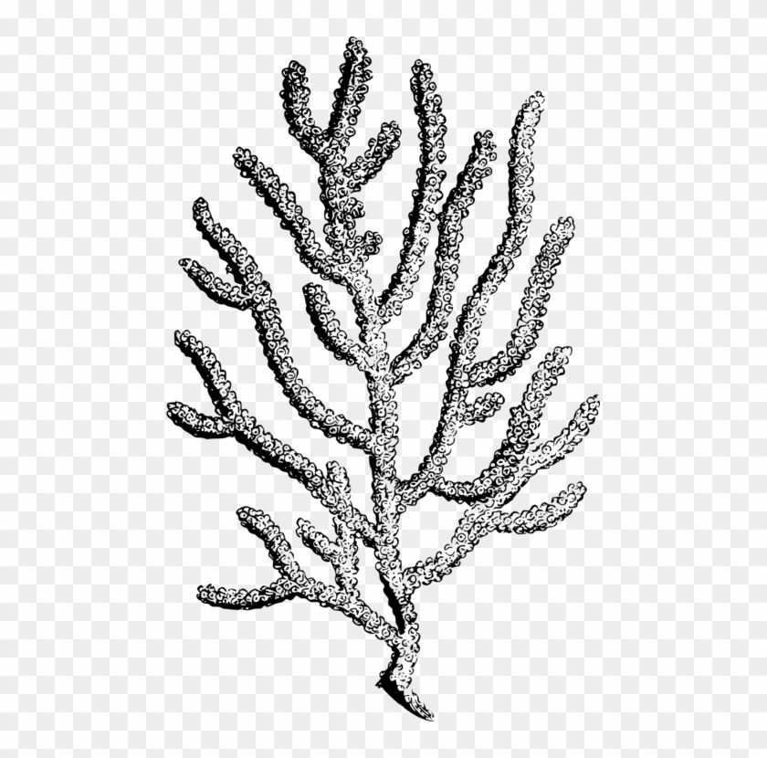 Coral Reef Botanical Illustration Botany Alcyonacea - Coral Drawing No Background #1387212