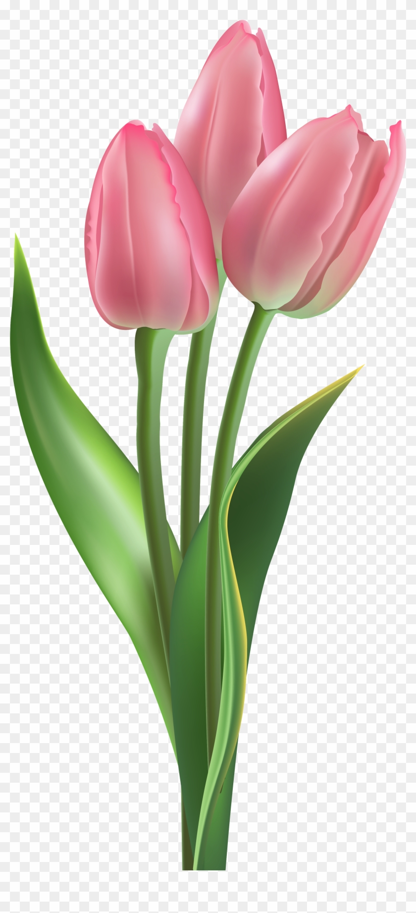 Soft Pink Tulips Png Clipart Image - Soft Pink Pink Tulips #216736