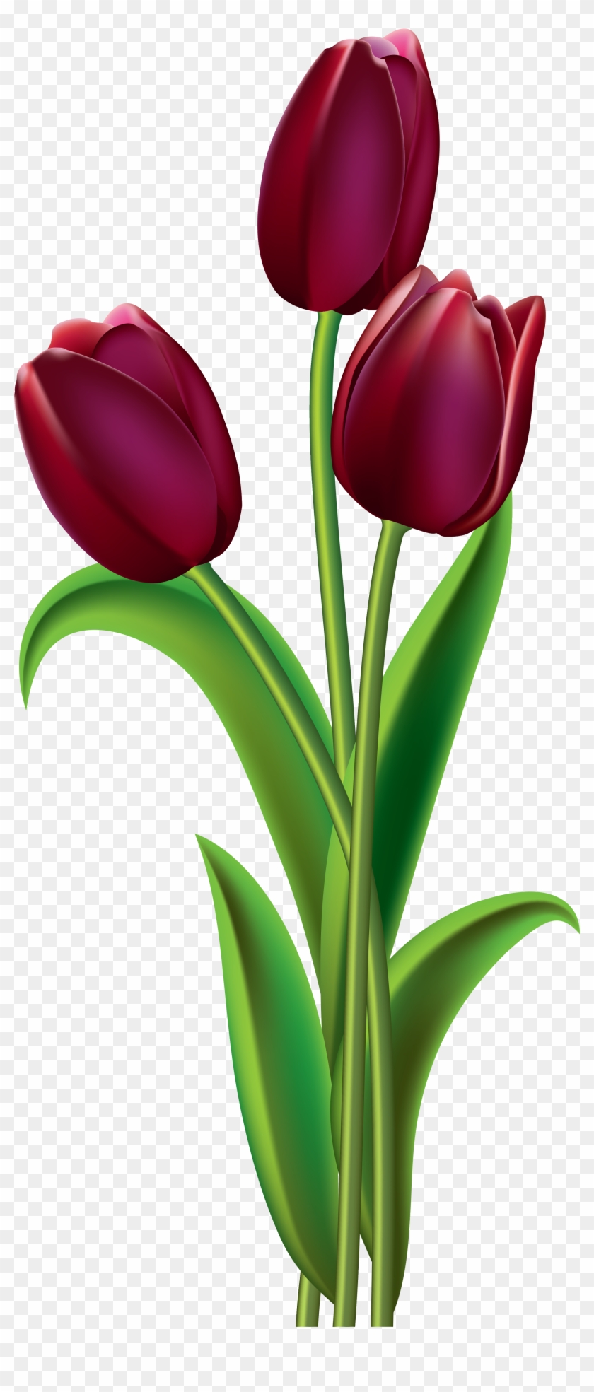 Pin By Tiana Rakotoniaina On Broderie - Tulips Clipart #216999