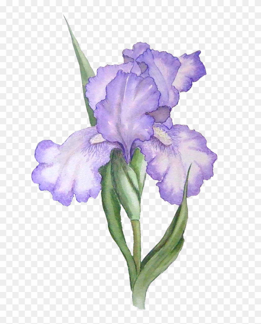 Stunning Ideas Iris Clip Art Flower Free Transparent - Stunning Ideas Iris Clip Art Flower Free Transparent #217350