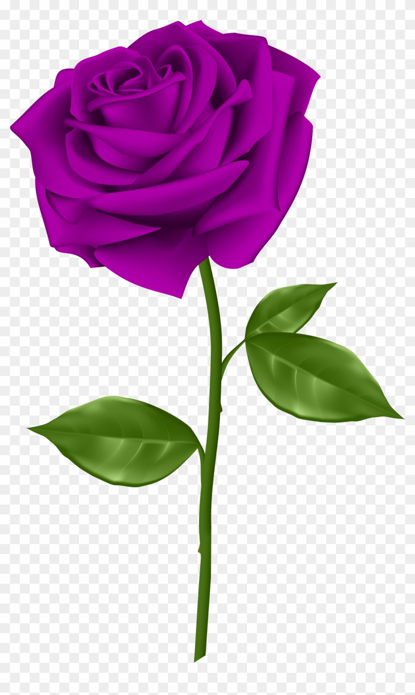 Purple Rose Transparent Png Clip Art - Single Red Rose Clip Art #217568