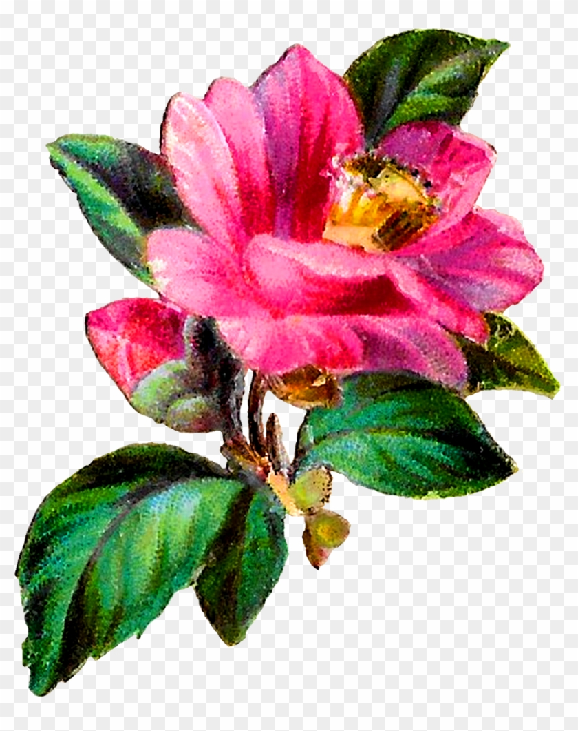 Camellia Flower Botanical Art Clipart Craft Download - Camelia Flower Clipart #217792